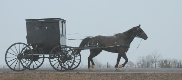 RT_amish_1046 (Large) RT_amish_1046 (Large)